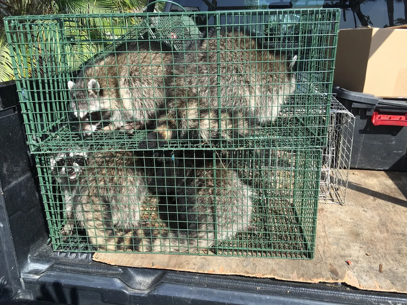 Urban Wildlife Trapping Experts